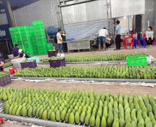 tong-phat-fruits-xuat-khau-thanh-cong-3-container-xoai-tuong-da-xanh-dat-chuan-quoc-te-sang-new-zealand-va-australia