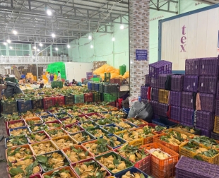 nang-tam-trai-xoai-viet-tu-vuon-cay-den-chuoi-cung-ung-toan-cau