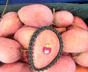 cong-ty-tnhh-tong-phat-fruits-tiep-tuc-dong-gui-6-container-xoai-tuong-xanh-do-vang-xuat-khau-sang-han-quoc-my-new-zealand-va-uc